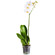 White Phalaenopsis orchid in a pot. Peru